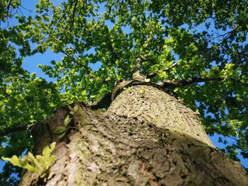 Low angle view of tree against sky