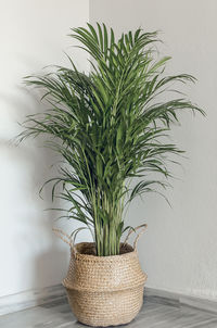 Close-up of potted plant on table against wall at home