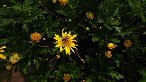 Close-up of yellow flowers blooming outdoors