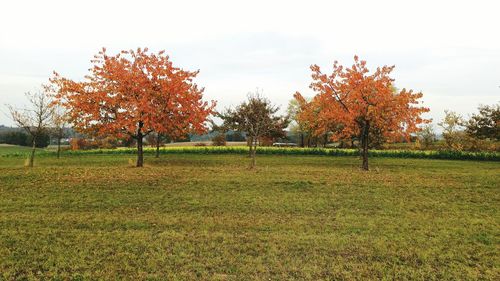 Scenic view of grassy field against sky