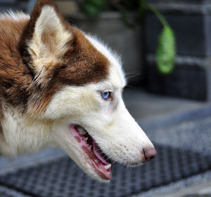 one animal