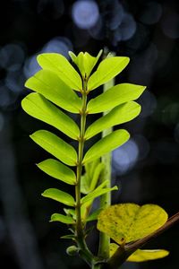 Close-up of yellow leaves