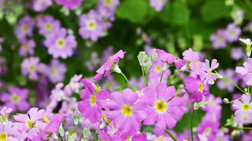 Close-up of pink flowers
