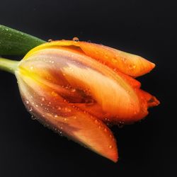 Close-up of fruit over black background