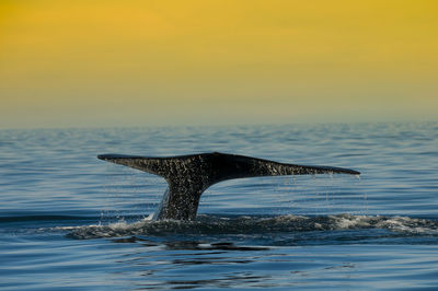 Whale swimming in sea