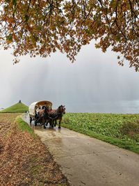 View of horse cart on road amidst field