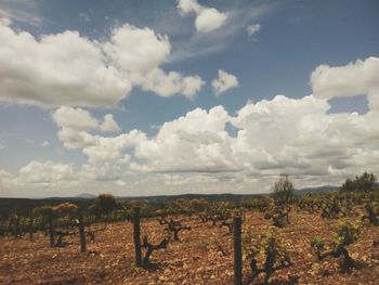 Scenic view of field against sky