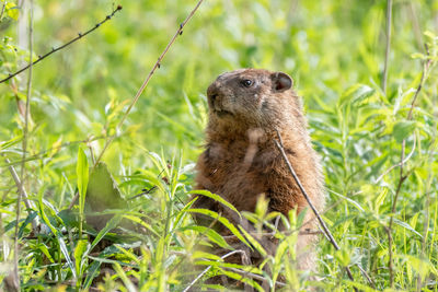 Groundhog also known as woodchuck on the lookout