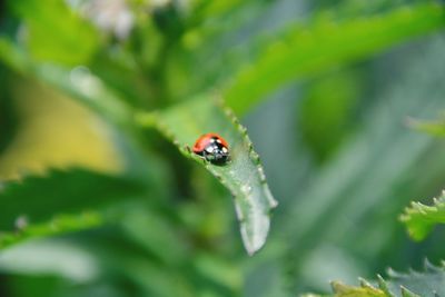 Close-up of insect on leaf