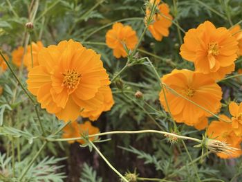 Close-up of orange flowering plants on field