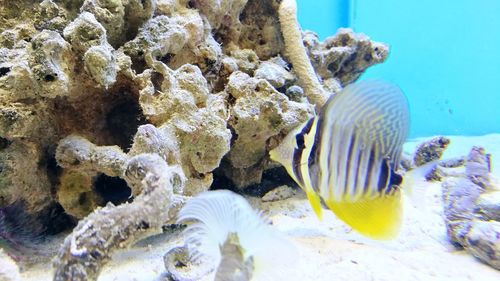 Close-up of coral in sea
