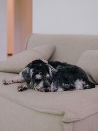 Dog sleeping on sofa at home