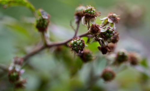 Close-up of flowering plant