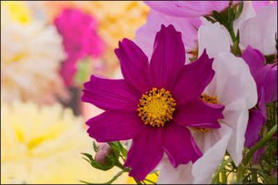 Close-up of pink flowers blooming outdoors