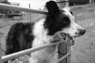 Close-up of dog looking away