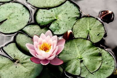 Close-up of lotus water lily in lake