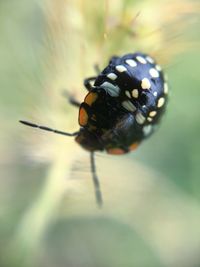 Close-up of insect