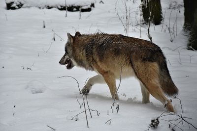 Side view of a horse on snow covered land