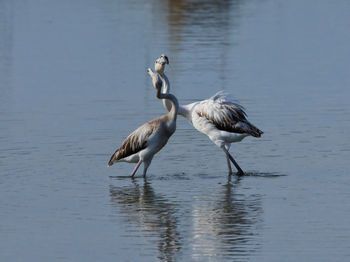 Birds in a lake