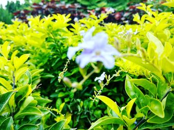 Close-up of yellow flowers