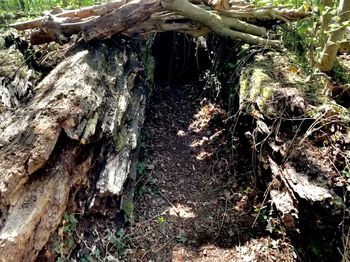 High angle view of trees growing in forest
