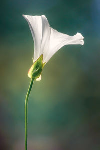 Close-up of white flowering plant