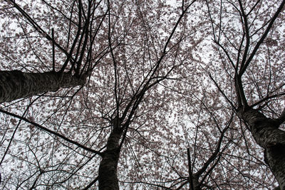 Low angle view of bare trees against sky