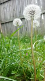 Close-up of white dandelion blooming in field