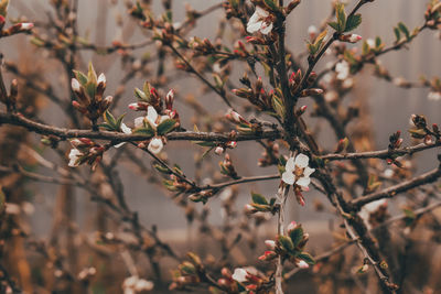 Close-up of cherry blossoms in spring