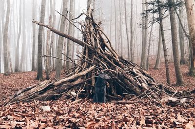 View of tree in forest