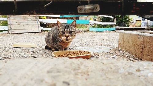 Portrait of cat