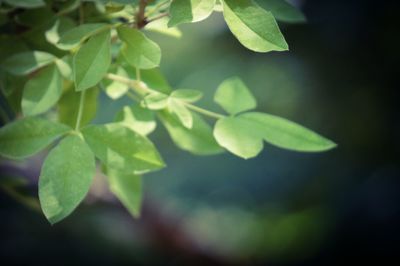 Close-up of fresh green plant