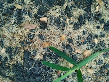 High angle view of dry leaves on field