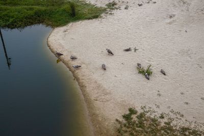 High angle view of birds on beach