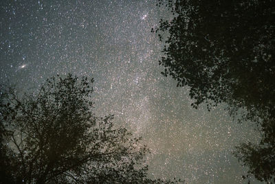 Low angle view of trees against sky at night