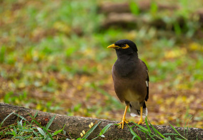 Close-up of bird perching on a field