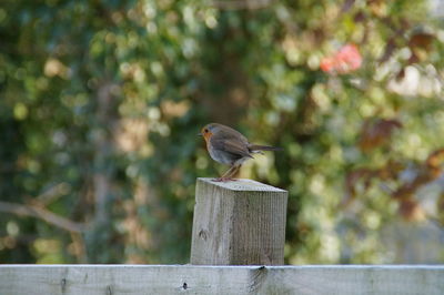 Bird perching on wood