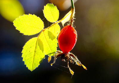 Close-up of red fruit on tree