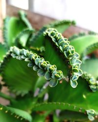 Close-up of succulent plant