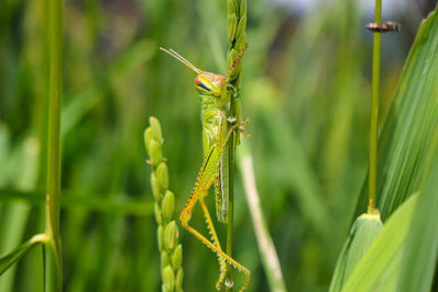 Grasshopper and rice grasshopper the rice stalks green background