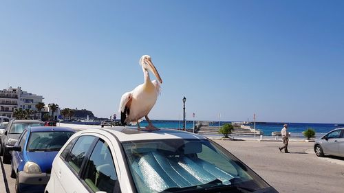 View of seagulls on shore against clear blue sky