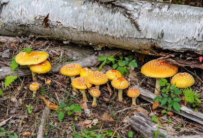 Close-up of mushroom growing in field