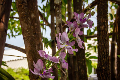 Close-up of pink flowering plant against trees