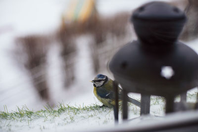 Close-up of bird perching