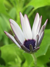 Close-up of white flowers blooming outdoors