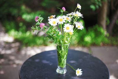 Close-up of flowering plant in vase