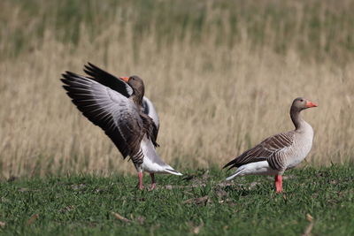 Ducks on a land