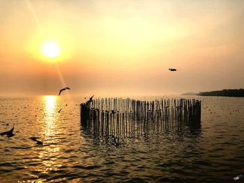 Silhouette of seagulls flying over sea against sky during sunset