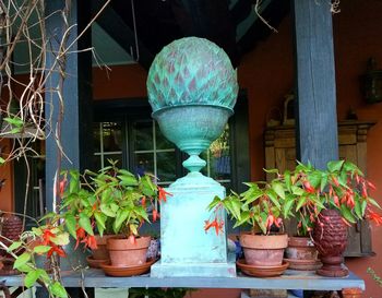 Potted plants in backyard