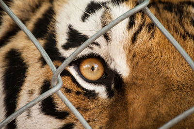 Close-up portrait of a cat